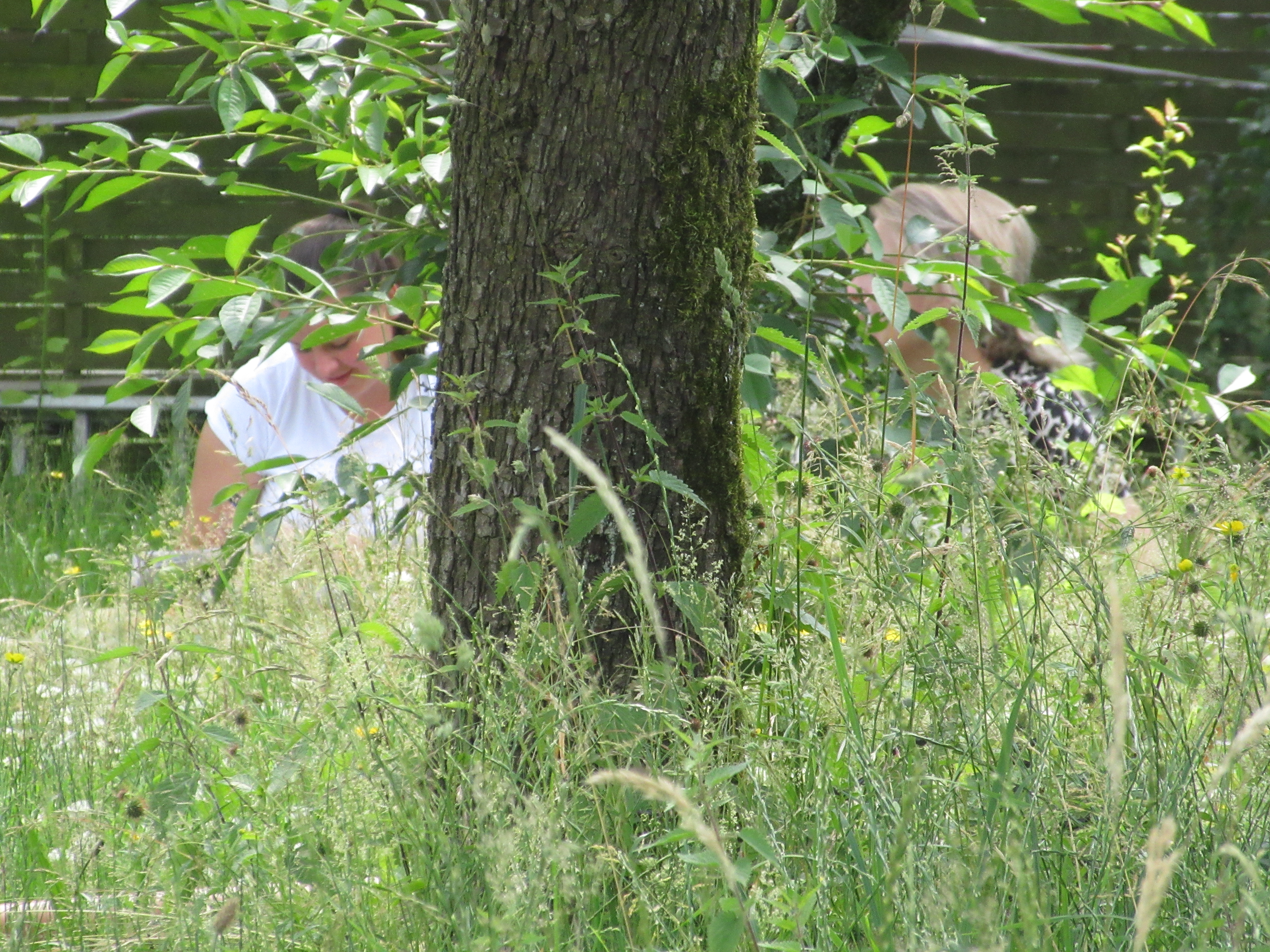 Coaching in der Natur, systemisch, integral, leadership
